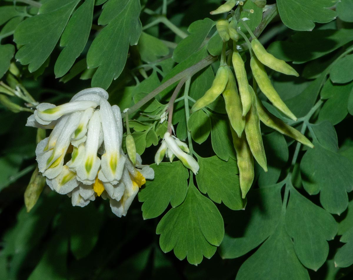 Blütenstand, Früchte